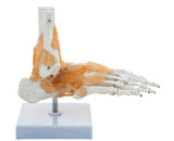 foot joint model