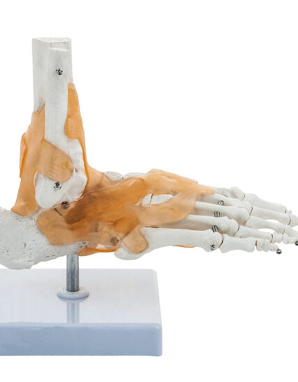 foot joint model