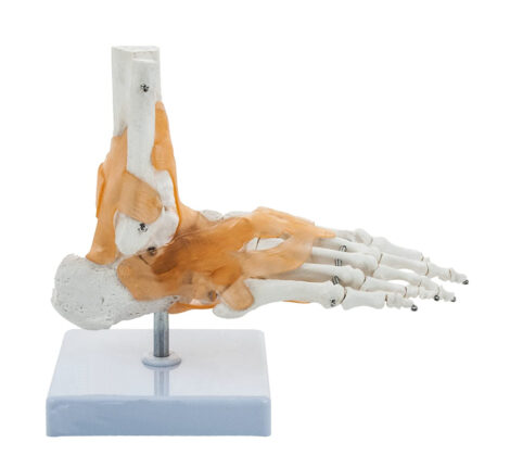 foot joint model