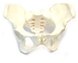 Female Pelvis Bone Model