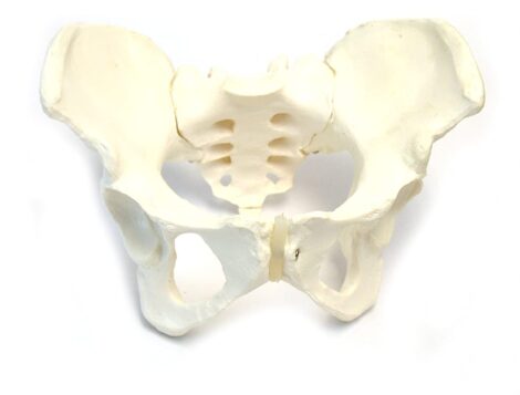 Female Pelvis Bone Model