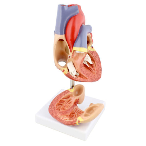 Human Heart Model