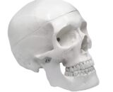 Human Adult Skull Anatomical Model11