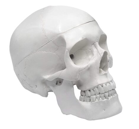 Human Adult Skull Anatomical Model11