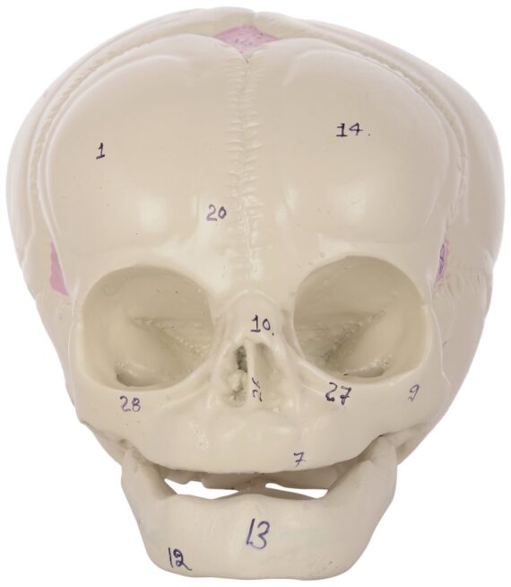 human fetal skull