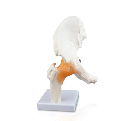 hip joint