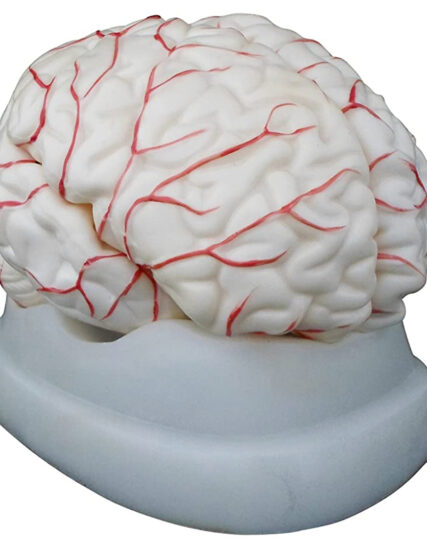 Human Brain with Arteries