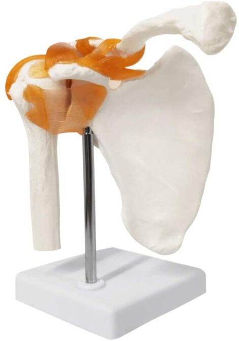 Shoulder Joint Model