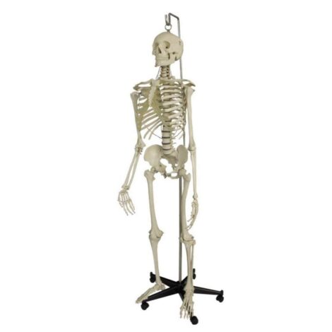 Human Skeleton Model