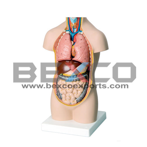 Fiber Human Torso without Head