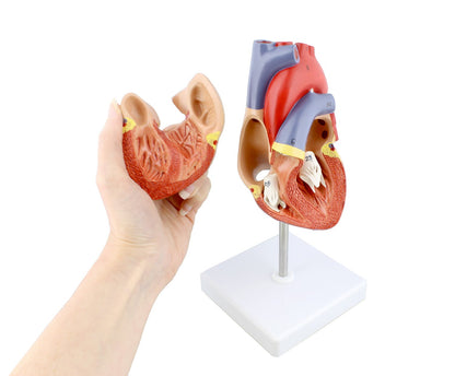 Human Heart Model
