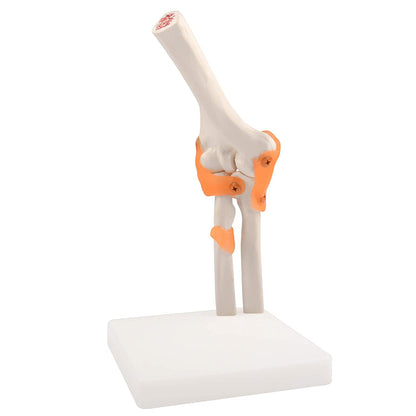Elbow Joint Model