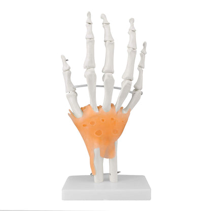 Hand Joint Model with Ligaments