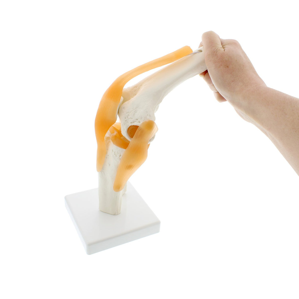 Knee Joint Model
