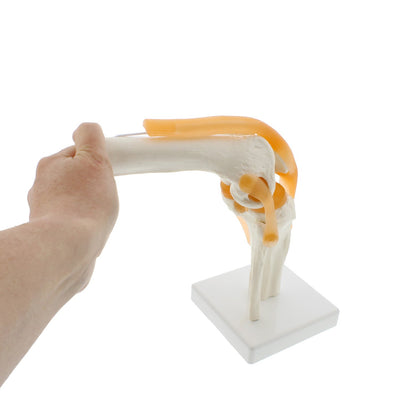 Knee Joint Model