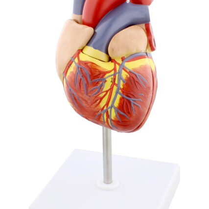 Human Heart Model