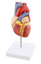 Human Heart Model