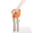 Elbow Joint model