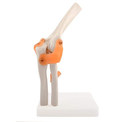 Elbow Joint model