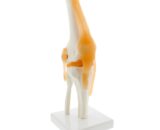knee joint model