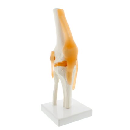 knee joint model