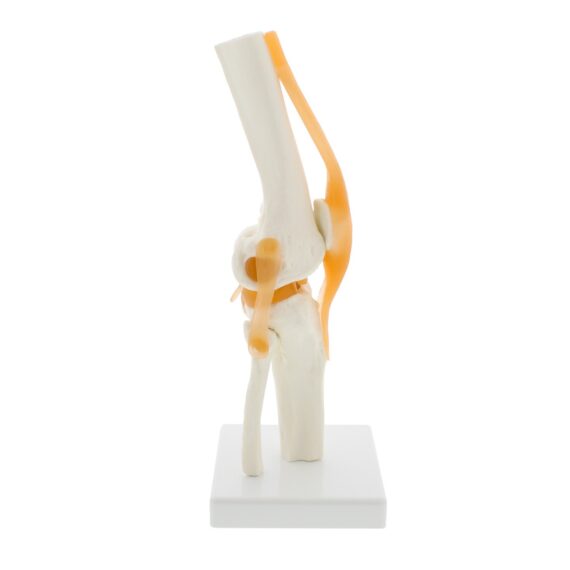 human knee joint model